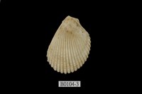 藏品(大白狐蛤)的圖片